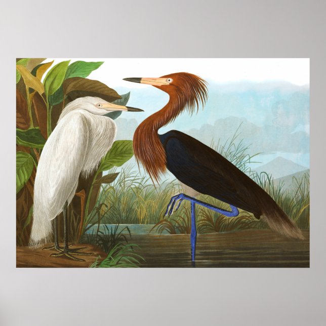 Poster Roxo Heron por John James Audubon (Frente)