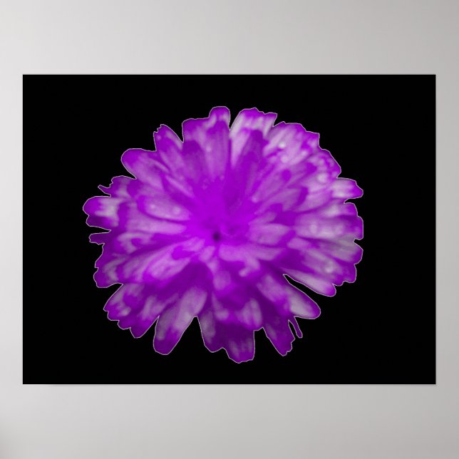 Poster Roxo Marigold (Frente)
