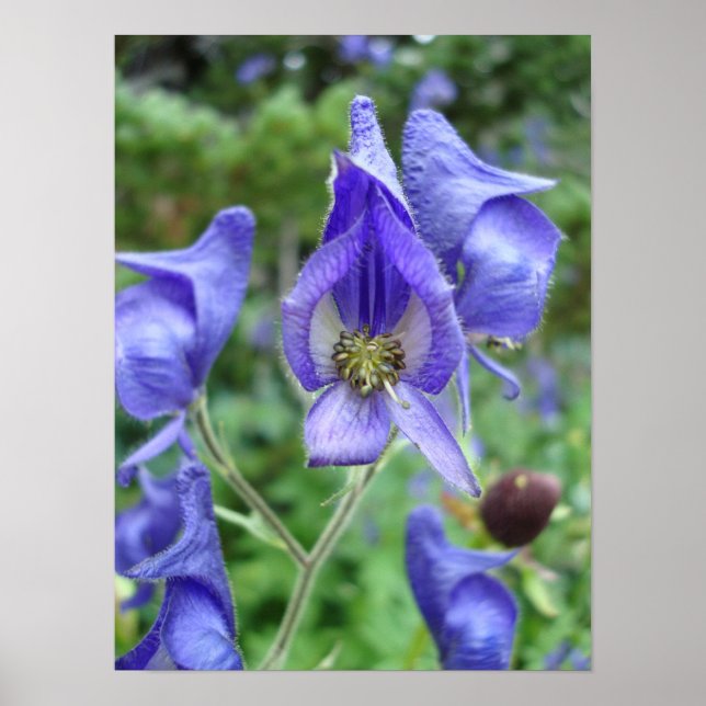 Poster Roxo Monkshood Flores (Frente)