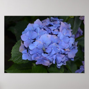 Poster Roxo Roxo Hidrangea macrofilla