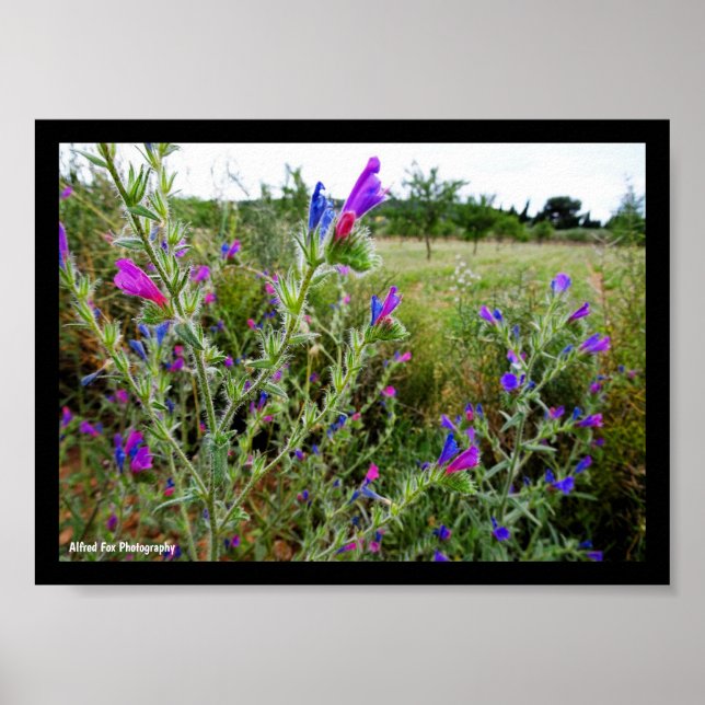 Poster Roxo Viper's-bugloss, Echium Plant (Frente)