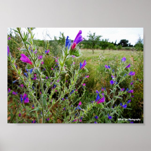 Poster Roxo Viper's-bugloss, Echium Plant (Frente)