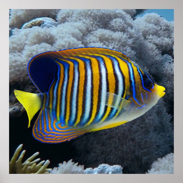 Poster Royal Angel Fish (Frente)