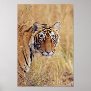 Poster Royal Bengal Tiger observando