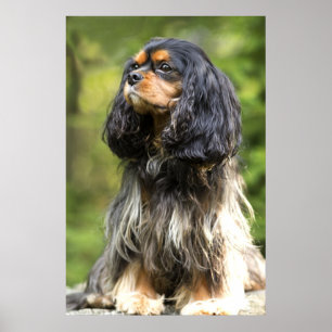 Poster Royal Black E Tan Cavalier King Charles Spaniel