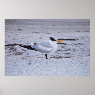 Poster Royal Tern