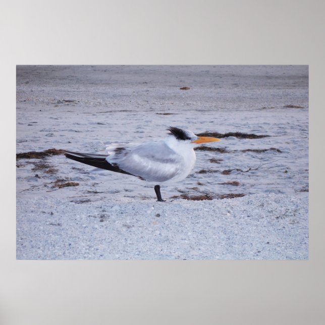 Poster Royal Tern (Frente)