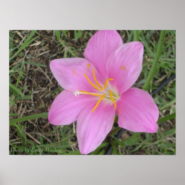Poster Rua. Croix Flower (Frente)