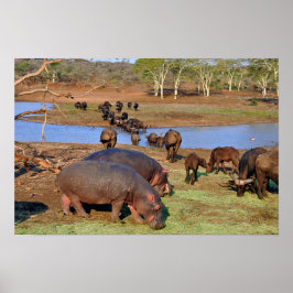 Poster Rua do Lago Hippopotamus hippo, Lucia Wangs Park