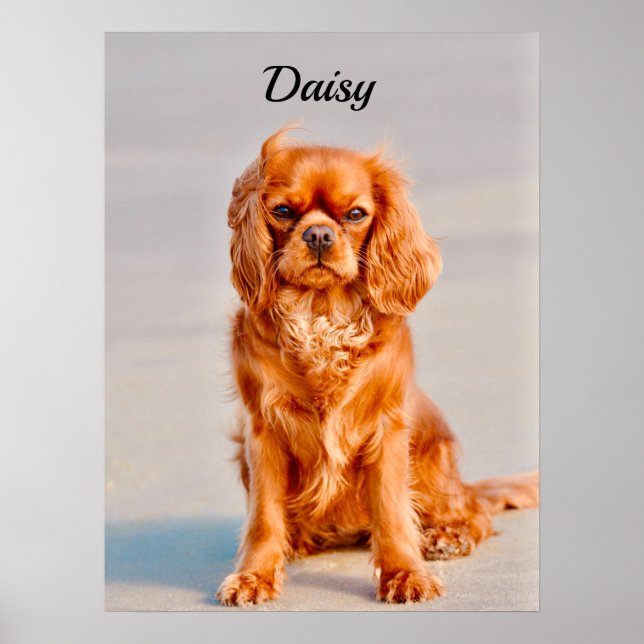 Poster Ruby Cavalier King Charles Spaniel Dog (Frente)