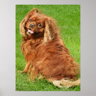 Poster Ruby Cavalier King Charles Spaniel Dog