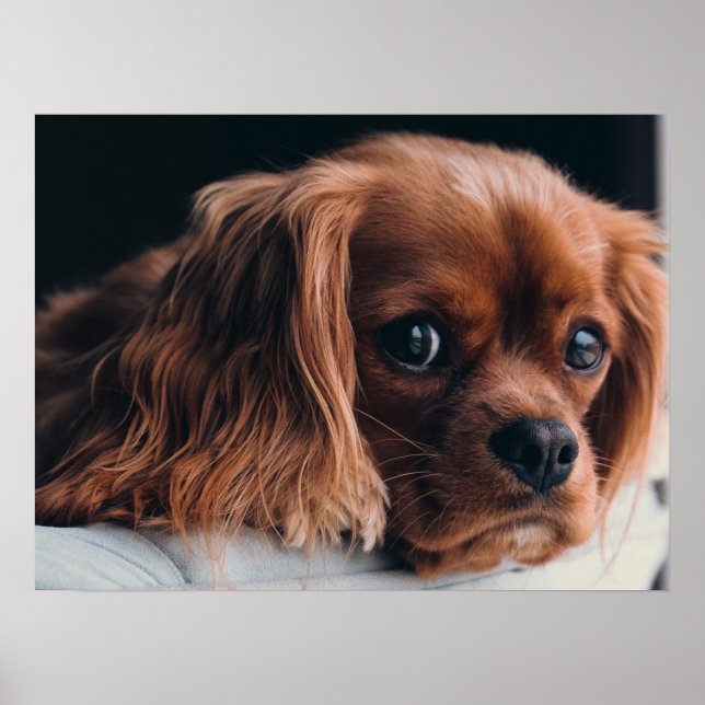 Poster Ruby Cavalier King Charles Spaniel Dog (Frente)