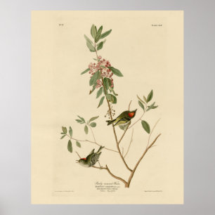 Poster Ruby coroado Wren (Kinglet) Audubon Birds América