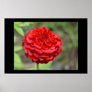 Pôster Ruby Red Zinnia