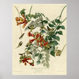 Pôster Ruby throated Hummingbird