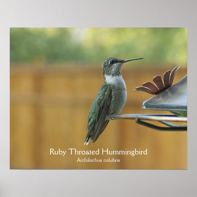 Pôster Ruby Throated Hummingbird (Frente)