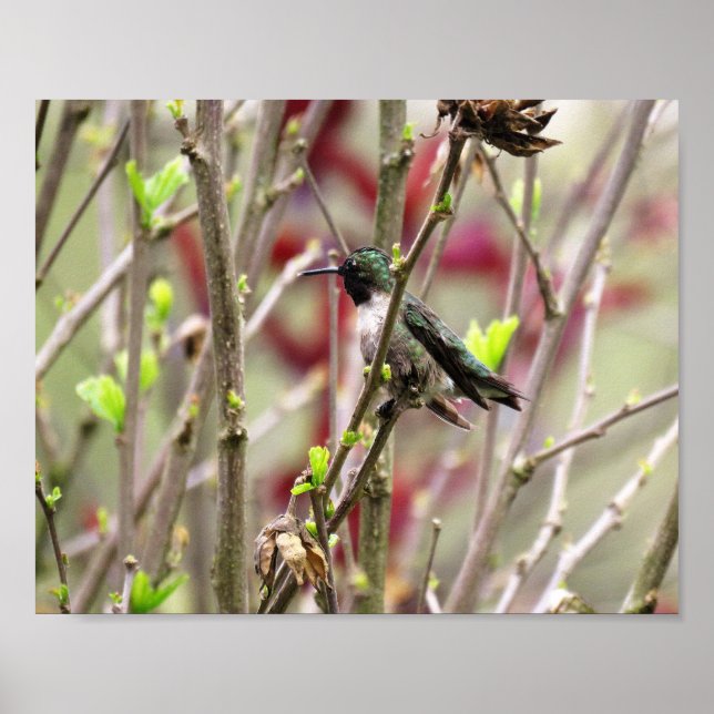 Poster Ruby Throated Hummingbird in Spring  (Frente)