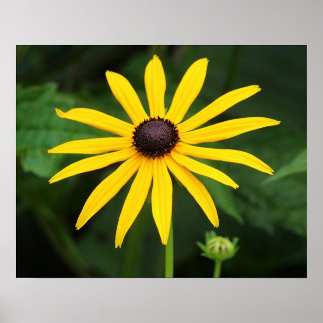 Poster Rudbeckia hirta (Frente)