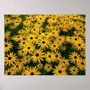 Poster Rudbeckia Hirta (Susanos de Olhos Negros)