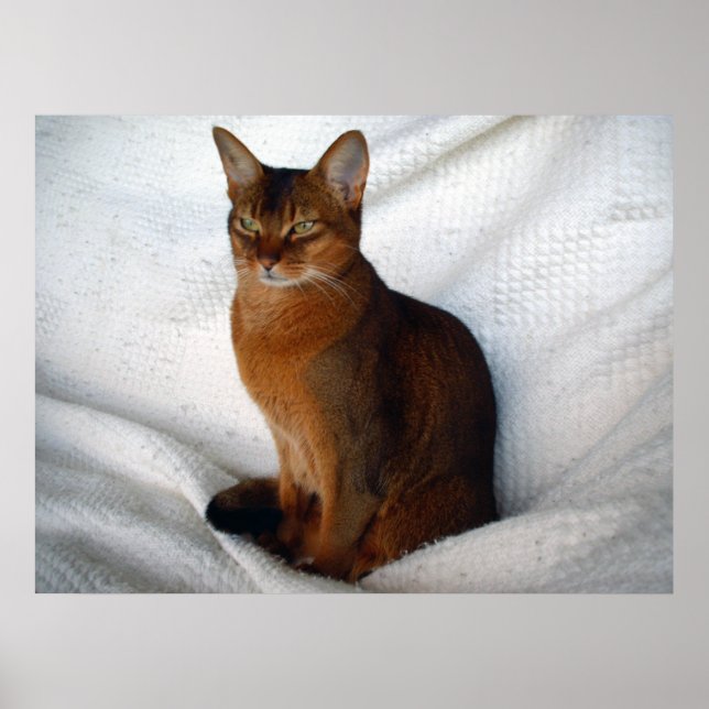 Poster Ruddy Abyssinian Cat (Frente)
