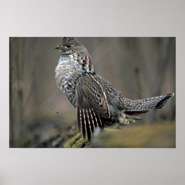Pôster Ruffed grouse drumming (Frente)