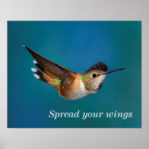 Poster Rufous Hummingbird