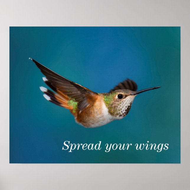 Poster Rufous Hummingbird (Frente)