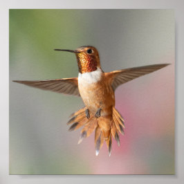 Poster Rufous hummingbird Blank Note Card