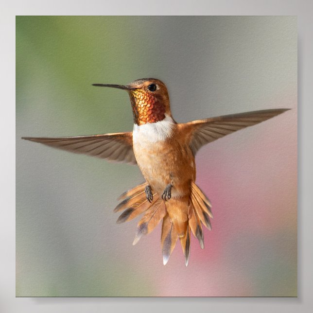 Poster Rufous hummingbird Blank Note Card (Frente)