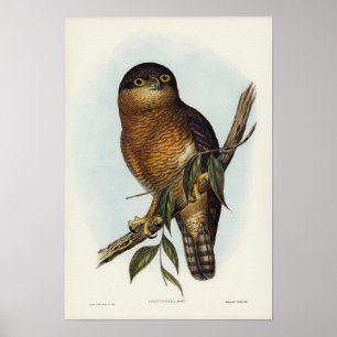 Poster Rufous Owl por Elizabeth Gould