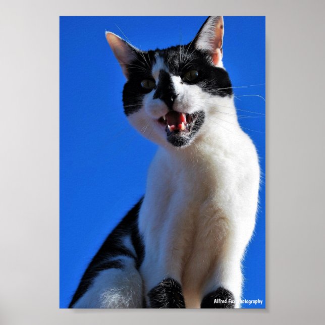 Poster Rugido do Gato Doméstico (Frente)