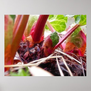 Pôster Ruibarbo que Sprouting na primavera o jardim