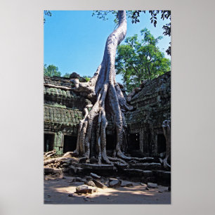 Poster Ruína de Ta Prohm - Angkor Wat, Camboja, Ásia