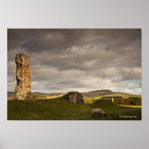 Pôster Ruínas do castelo de Cessford com os carneiros qu