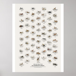 Poster Ruminantes - Biblioteca do Naturalista