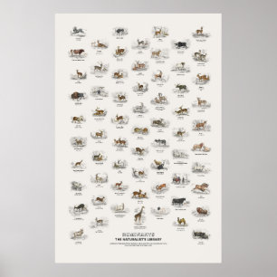 Poster Ruminantes - Biblioteca do Naturalista