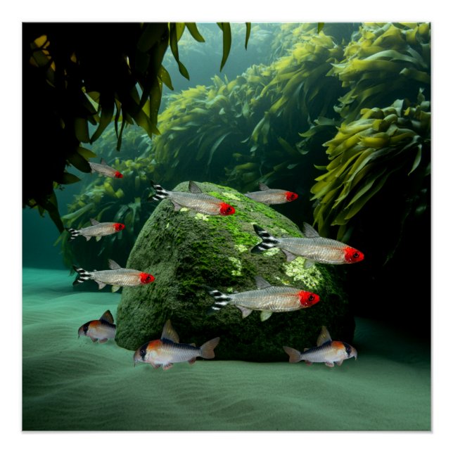 Pôster Rummynose Tetras Corydoras Aquarium Fish (Frente)