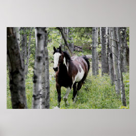 Poster Running Pinto Paint & Forest Horse Photo
