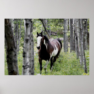 Poster Running Pinto Paint & Forest Horse Photo