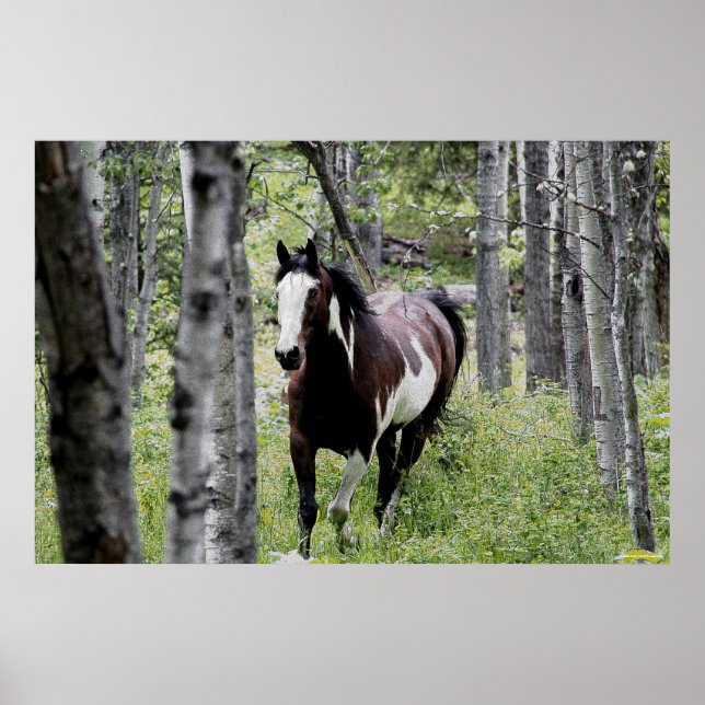 Poster Running Pinto Paint & Forest Horse Photo (Frente)