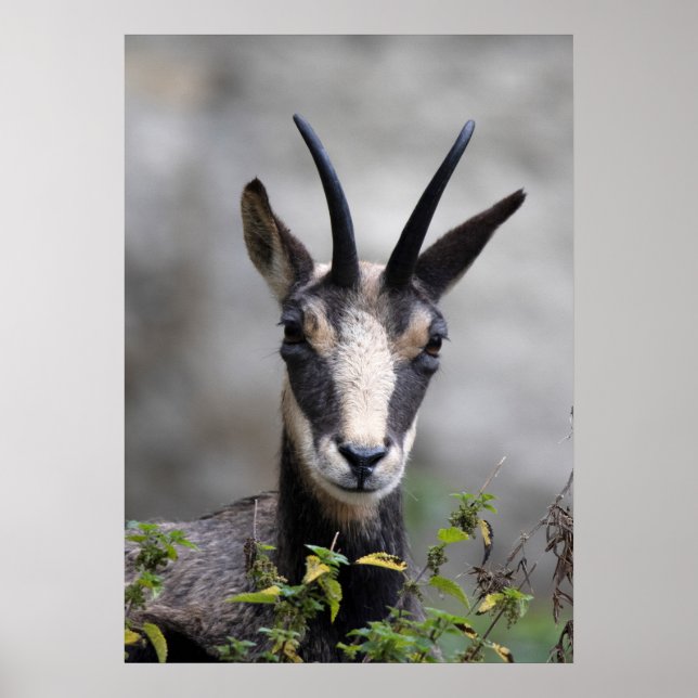 Poster Rupicapra rupicapra (Frente)