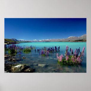 Poster Russell Lupins no Lago Tekapo, Nova Zelândia