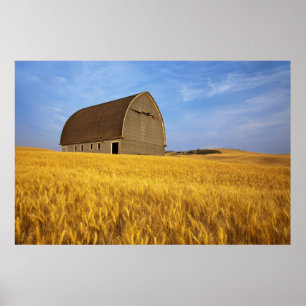 Poster Rustic old barn in mature wheat field in the 2