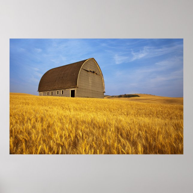 Poster Rustic old barn in mature wheat field in the 2 (Frente)