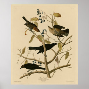 Poster Rusty Grakle (Grackle) - Aves da América de Audubo