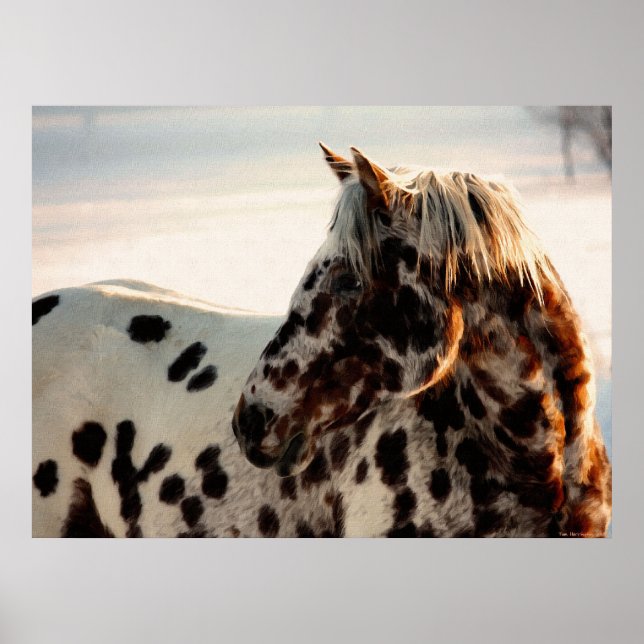 Poster Rusty the Appaloosa (Frente)