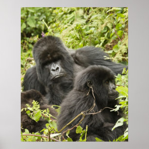 Pôster Rwanda, parque nacional dos vulcões. Montanha