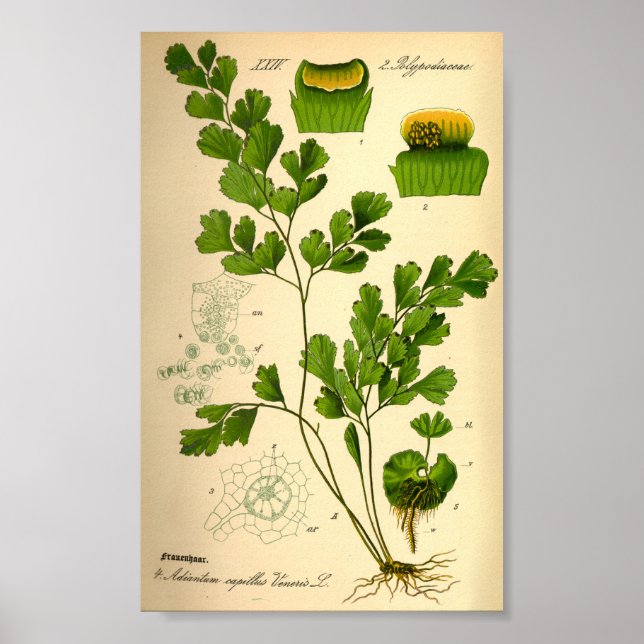 Poster S. Maidenhair Fern (Adiantum capillus-veneris) (Frente)