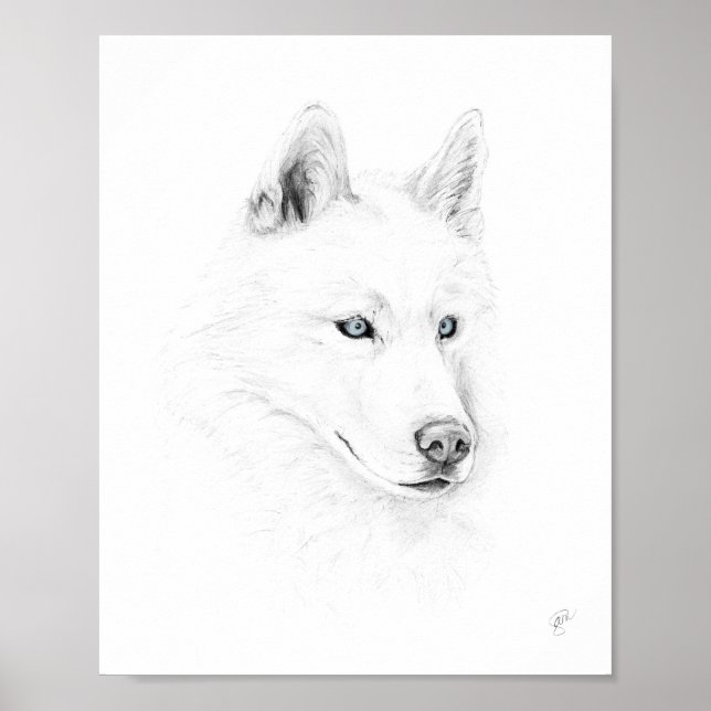 Poster Saber A Siberian Husky Drawing Art Blue Eyes (Frente)