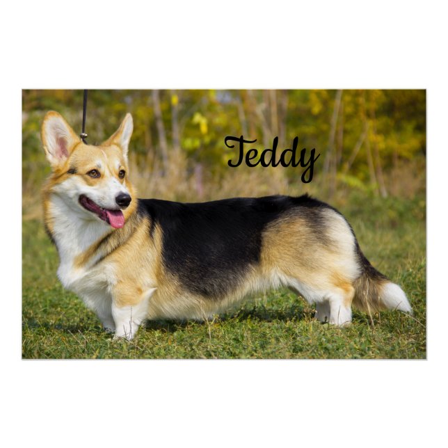 Pôster Sable Cardigan Welsh Corgi (Frente)